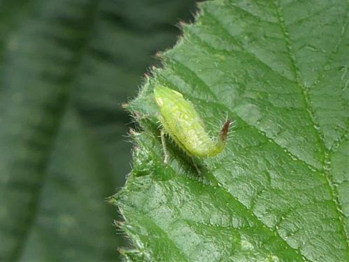 Fieberiella sp.